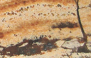 detail of TrÃ¼mmesachat Agate nodule, Leistberg, near TÃ¼rkismÃ¼hle, Saarland, Germany