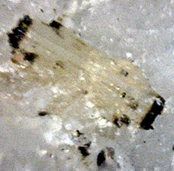 Nenadkevichite and Analcime, Poudrette Quarry, Mont Saint-Hilaire, Rouville RCM, Montérégie, Québec, Canada