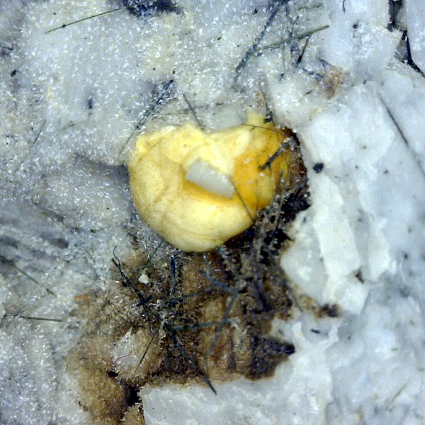 Wulfenite, Calcite, Galena, Eudialyte, Natrolite, Aegerine from Mont Saint-Hilaire, Québec, Canada, ex  Ron Waddell