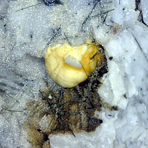 Wulfenite, Calcite, Galena, Eudialyte, Natrolite, Aegerine from Mont Saint-Hilaire, Québec, Canada