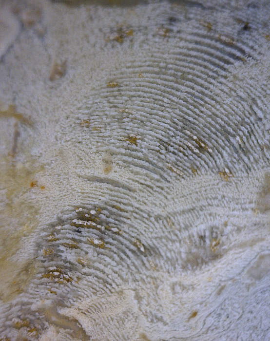 Agate nodule, Lierbach valley, Oppenau, Oberkirch, Black Forest, Baden-Württemberg, Germany