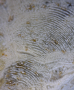 Agate nodule, Lierbach valley, Oppenau, Oberkirch, Black Forest, Baden-Württemberg, Germany