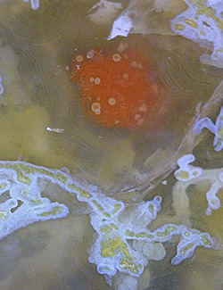 Agate, Rancho Agua Nueva, Chihuahua, Mexico