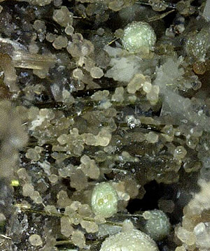 Bastnäsite, Nenadkevichite and Aegerine, Poudrette Quarry, Mont Saint-Hilaire, Rouville RCM, Montérégie, Québec, Canada