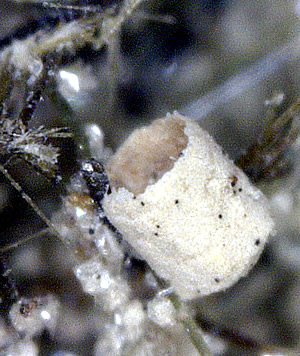 Epididymite on Aegerine, Poudrette Quarry, Mont Saint-Hilaire, Rouville RCM, Montérégie, Québec, Canada