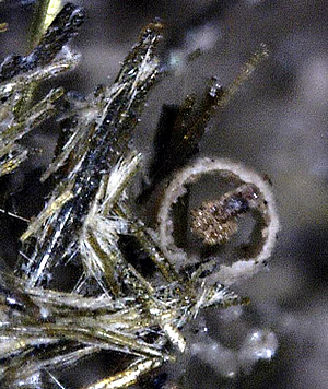 Epididymite on Aegerine, Poudrette Quarry, Mont Saint-Hilaire, Rouville RCM, Montérégie, Québec, Canada