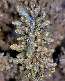 Endlichite ps Wulfenite, Ahumada Mine, Los Lamentos, Chihuahua, Mexico