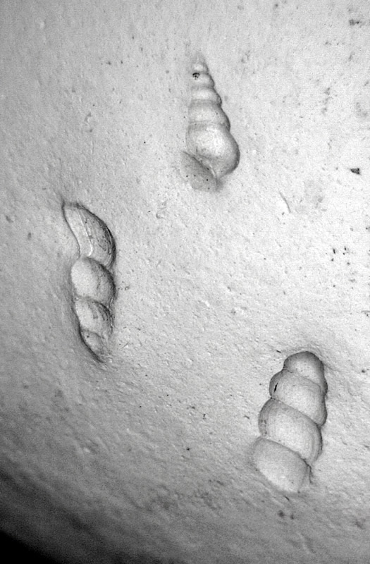 Fossil Imprints in Opal variety Menilite, Pantano Camarillas, Agramón, Albacete, Castile-La Mancha, Spain