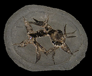 Barite Septarian Nodule,  Arnayon Mine, Drôme , France